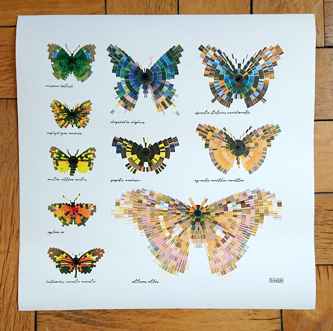 composition of butterflies in 1:1 scale